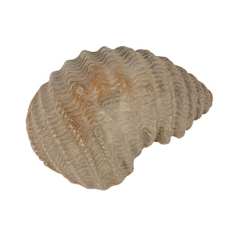 OYSTER SHELL DISH